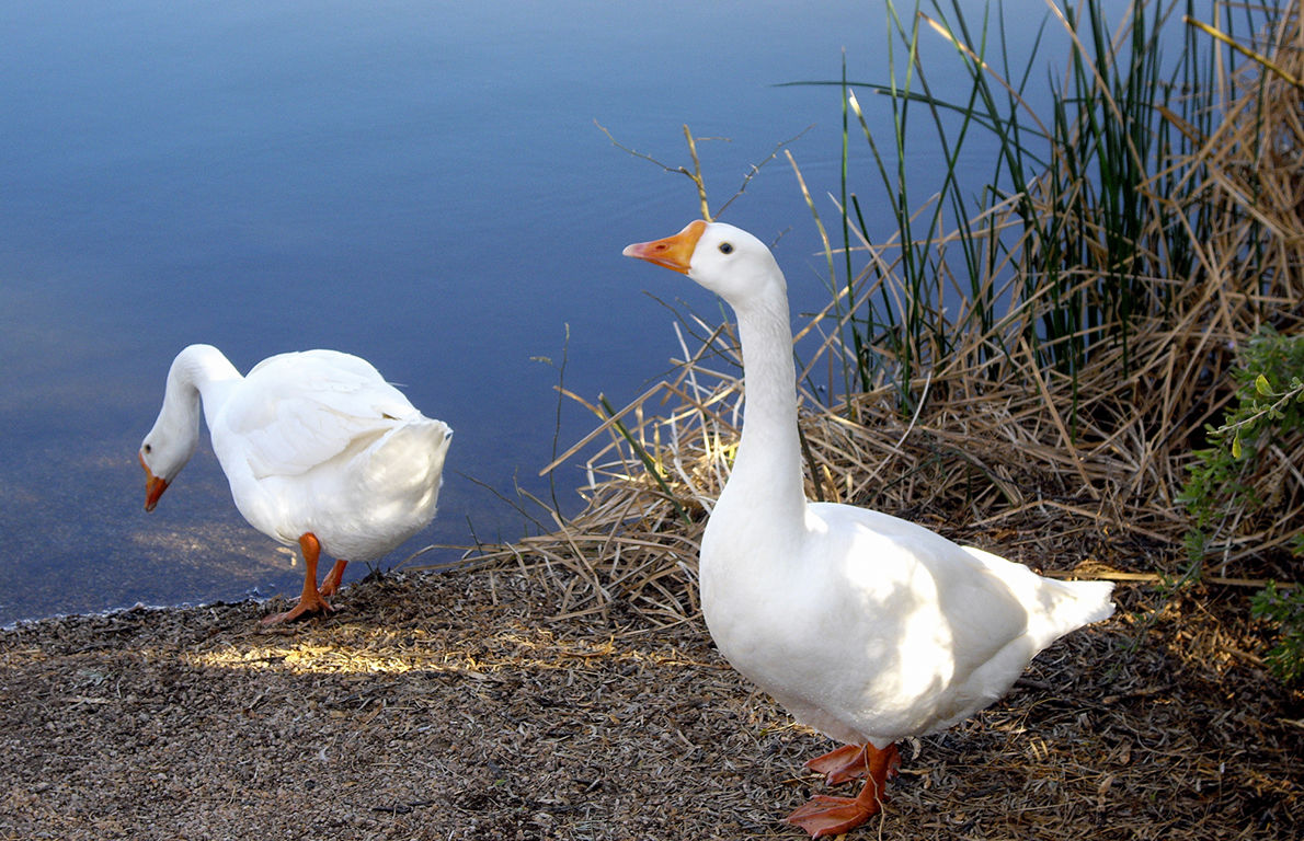 6 Geese a Laying